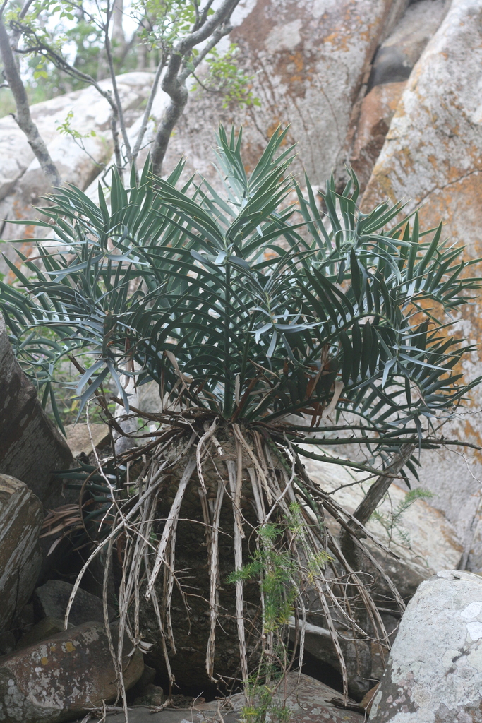 Bushman's River cycad