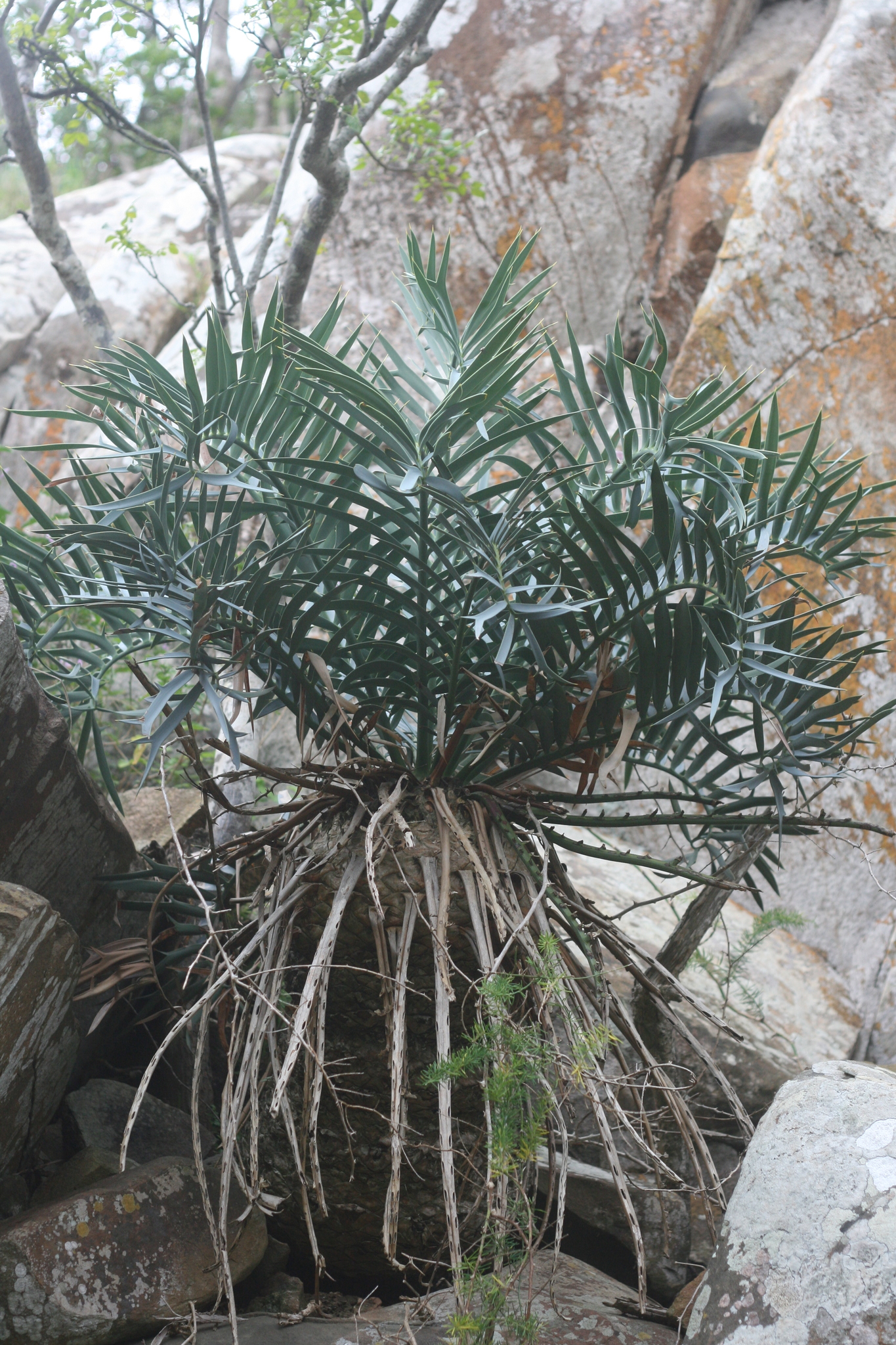 Encephalartos trispinosus