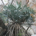Bushman's River Cycad - Photo (c) Luc Strydom, some rights reserved (CC BY-NC), uploaded by Luc Strydom