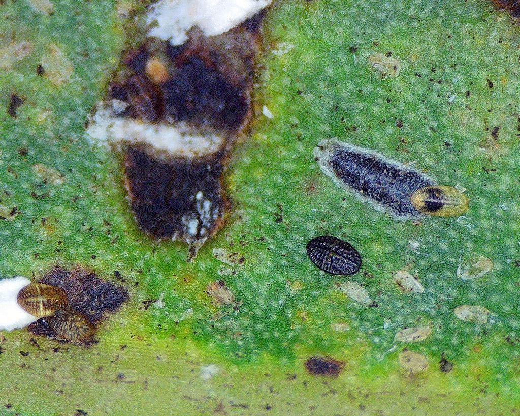 Trullifiorinia acaciae