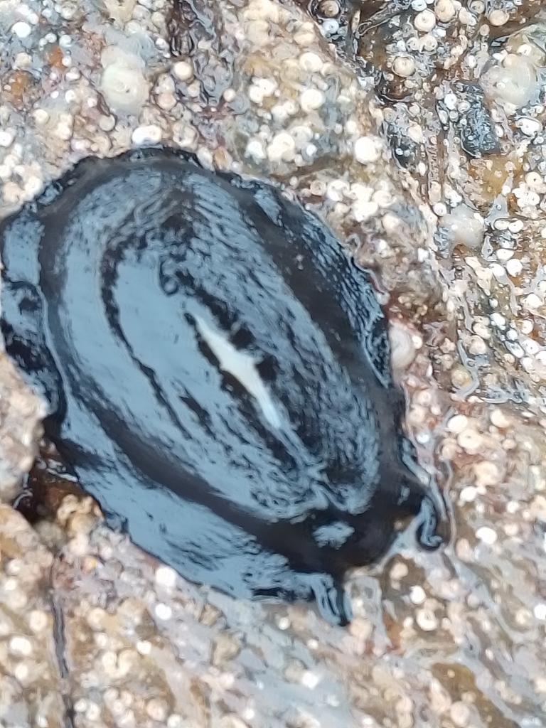 Elephant Snail from Guerilla Bay NSW 2536, Australia on April 17, 2024 ...