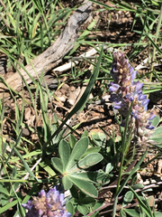 Lupinus lepidus sellulus