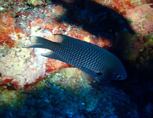 Blackray Damselfish