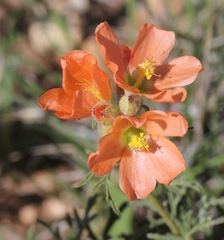Sphaeralcea coccinea