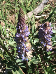 Lupinus lepidus sellulus