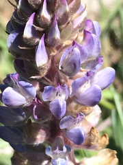 Lupinus lepidus sellulus