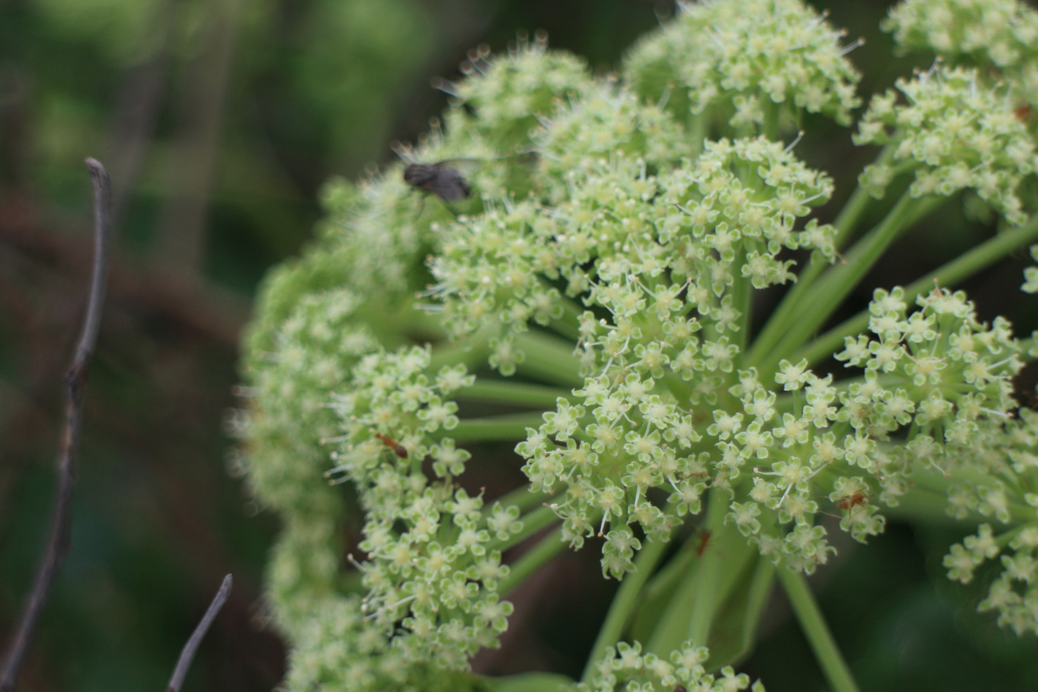 Angelica