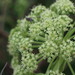 Angelica - Photo (c) 羅元甫, alguns direitos reservados (CC BY-NC), enviado por 羅元甫