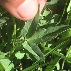 Trifolium longipes