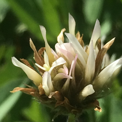 Trifolium longipes