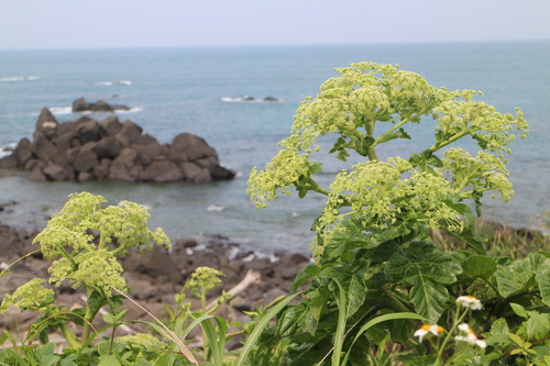 Angelica hirsutiflora iNat (1)