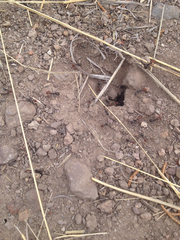 Myrmecocystus melliger