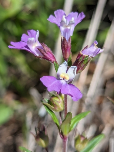 Image of Collinsia violacea by (c) Rachel Stringham, some rights reserved (CC BY)