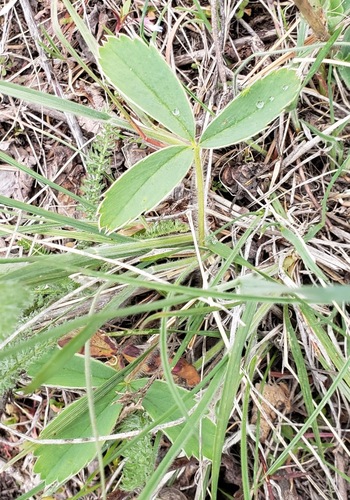 Fragaria virginiana