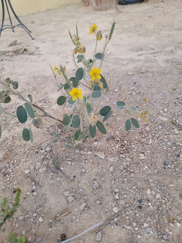 Durango Senna