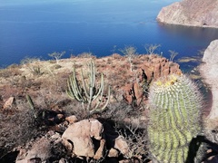 Ferocactus emoryi emoryi