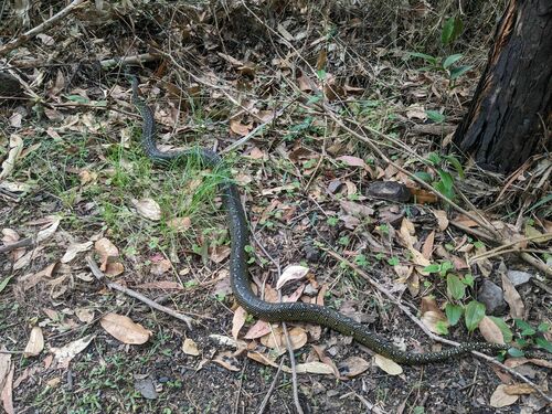 Diamond Python sighting