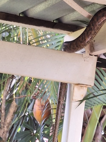 Australian Scrub Python sighting