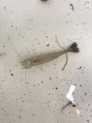 Crangon franciscorum