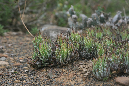 Haworthia attenuata (Haw.) Haw. 4