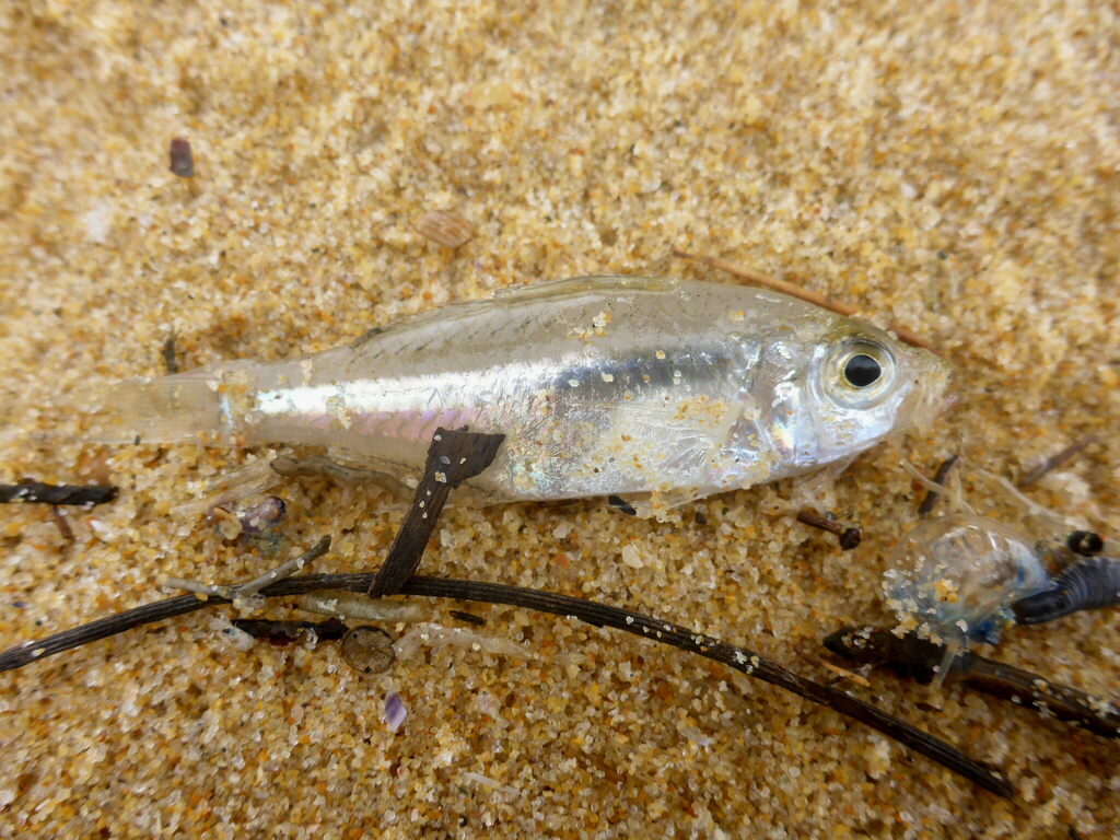 Estuary Glassfish from 8X4Q+9W, Mogareeka NSW 2550, Australia on April