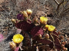 Opuntia gosseliniana