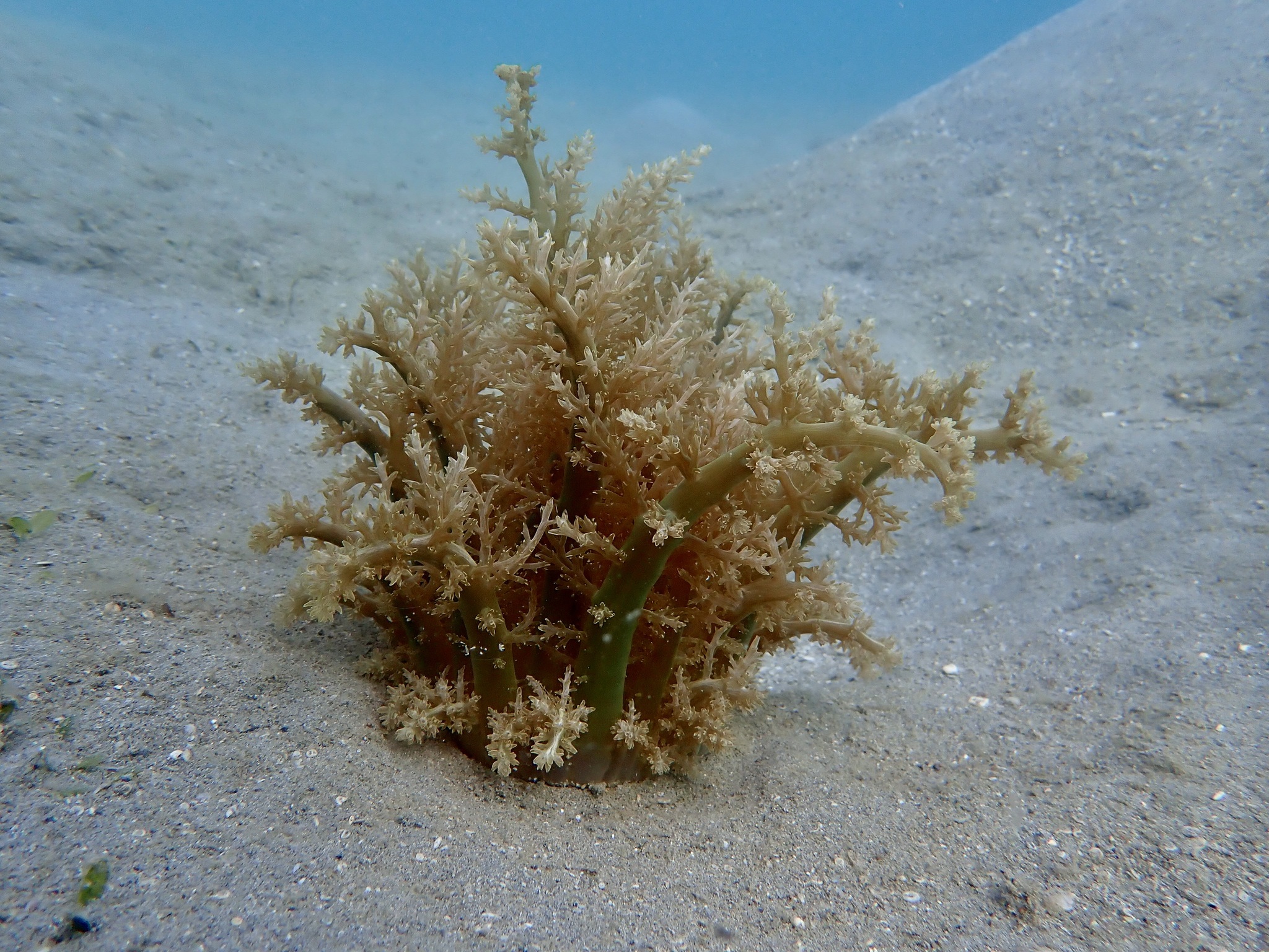 Actinodendron arboreum (Quoy & Gaimard, 1833)