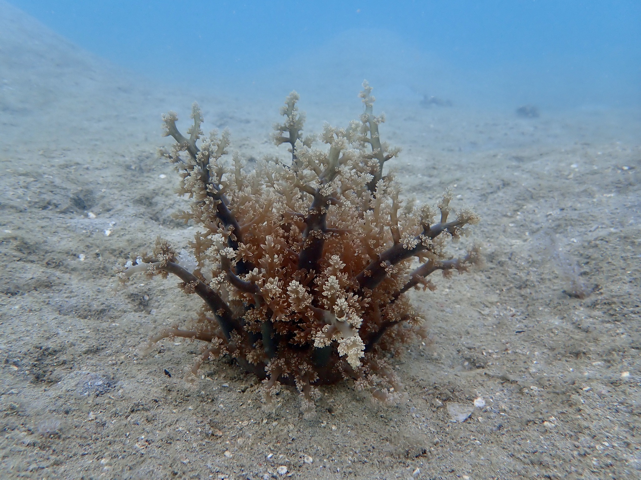 Actinodendron arboreum (Quoy & Gaimard, 1833)