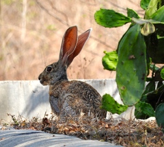 Lepus alleni