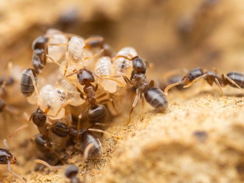 Bothriomyrmex communista photographed in Croatia