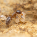 Bothriomyrmex communista - Photo no rights reserved, uploaded by Philipp Hoenle