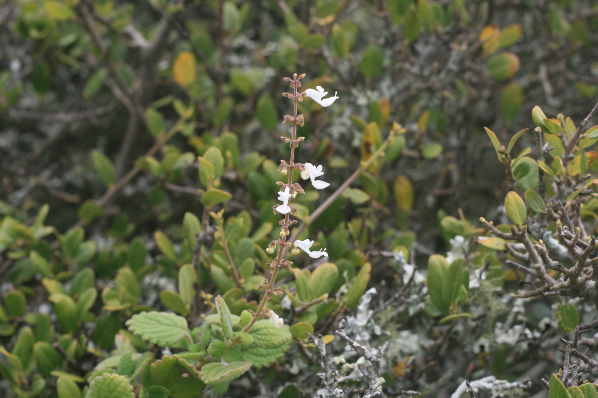 Imagem de Hortelã Variegata