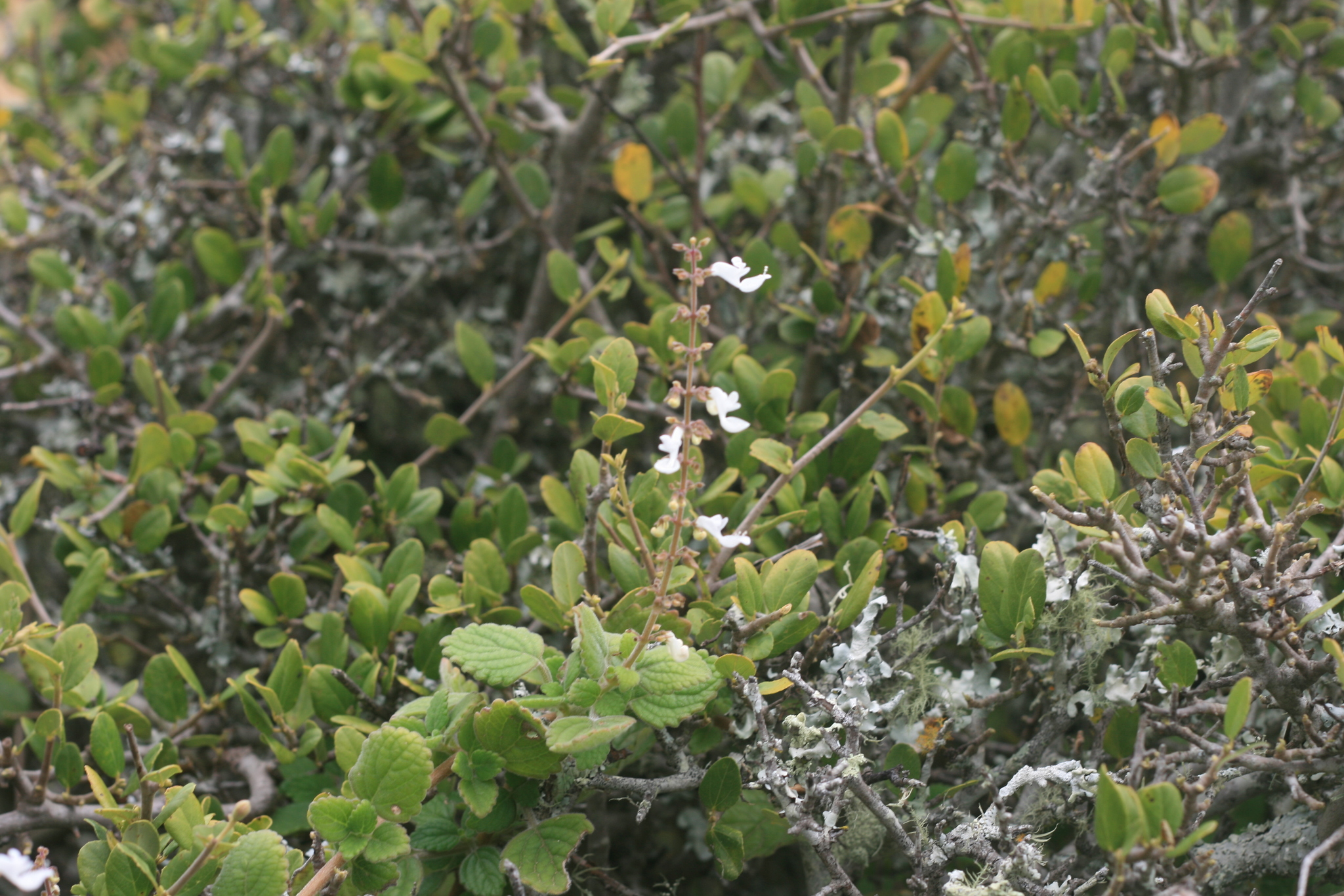 Imagem de Hortelã Variegata