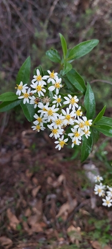 Phaseolaster elliptica, photograph 2