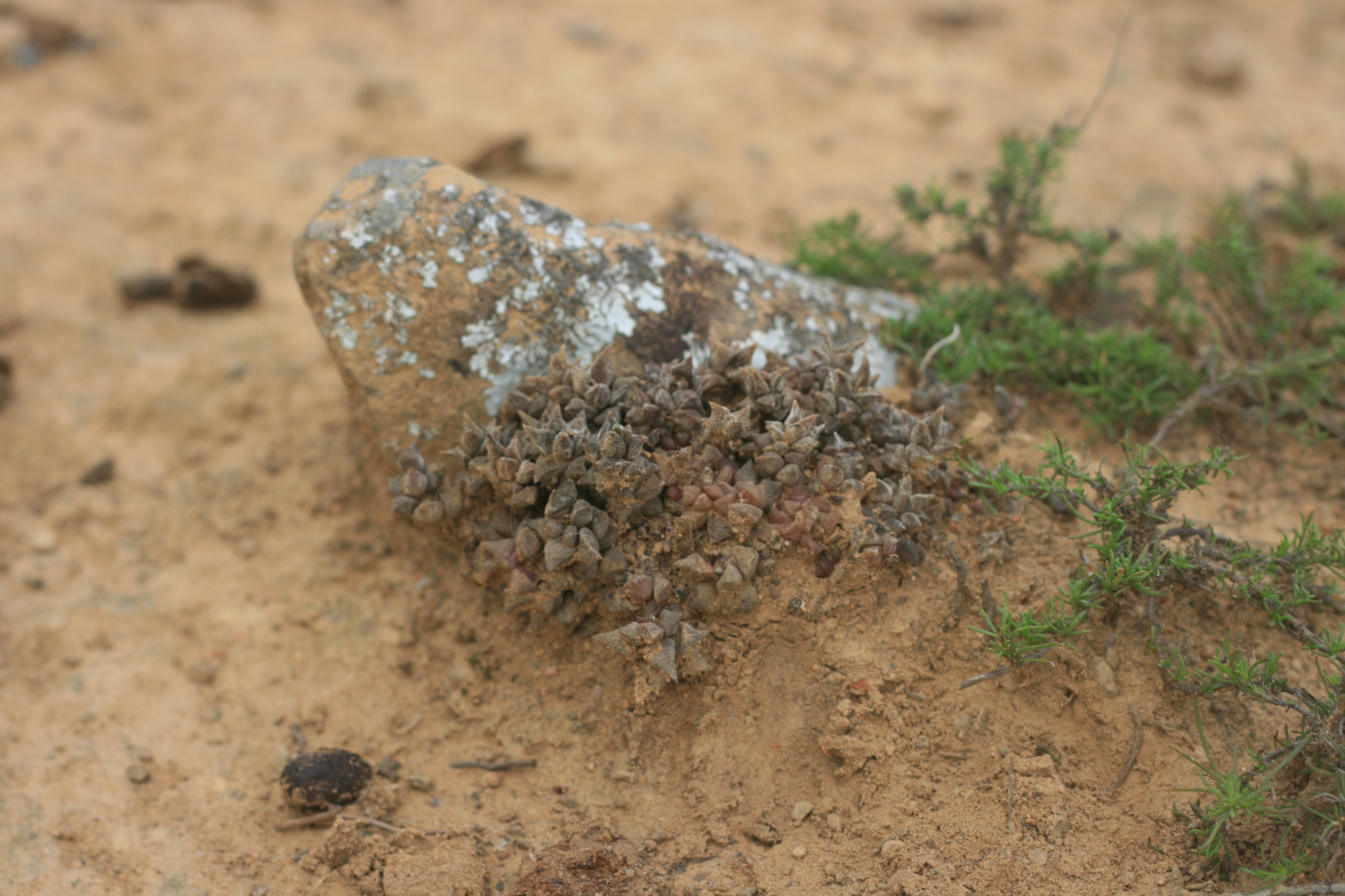 Imagem de Rosa-do-deserto