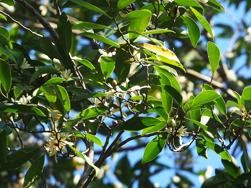 Magnolia compressa