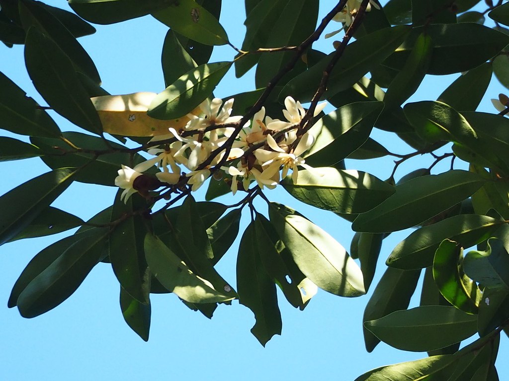 Magnolia compressa, 232台灣新北市坪林區