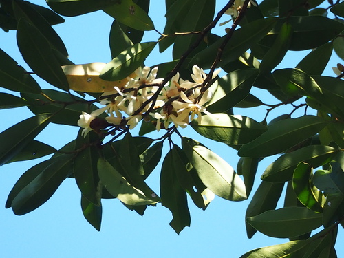 Magnolia compressa