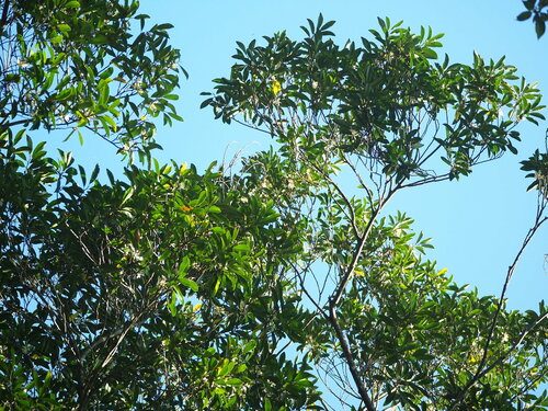 Magnolia compressa