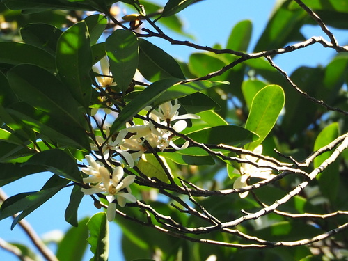 Magnolia compressa