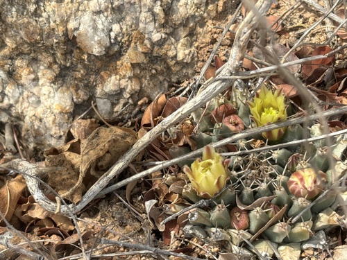 Mammillaria peninsularis