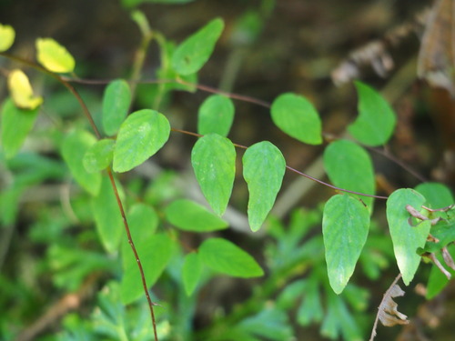 Image of Berchemia Formosana (Berchemia formosana) by no rights reserved