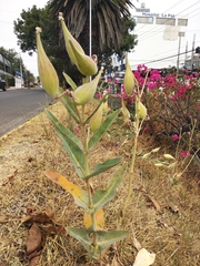 Asclepias glaucescens