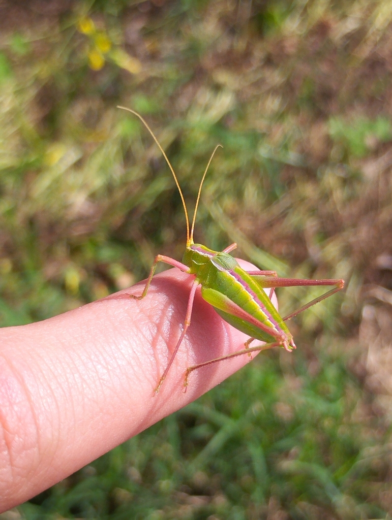 Odontura calaritana