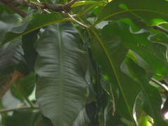 Lecythis tuyrana