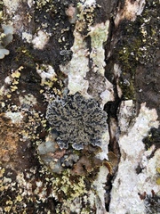 Pannaria conoplea