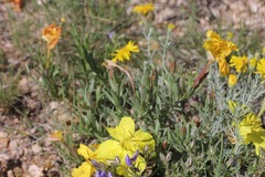 Oenothera lavandulifolia