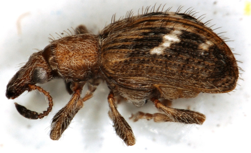Lepanomus crinalis from Dawncrest, Westville, 3629, South Africa on