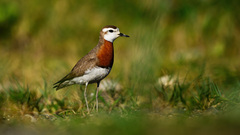 Caspian Plover photo 1