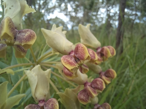 Gomphocarpus praticola